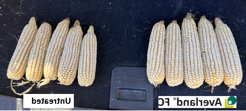 Averland vs untreated corn cobs